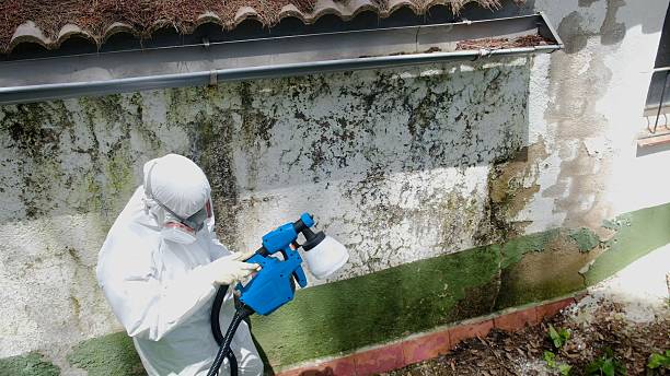 Trusted Mold Inspection service in Oak Park, IL - Cheap Mold Removal